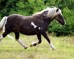 broodmare Viota MP (Dt.Part-bred Shetland pony, 2005, from Pascha)