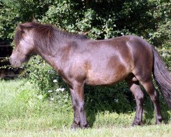 stallion Amun Ra vom Regenbogen (Dt.Part-bred Shetland pony, 2016, from Avajo)