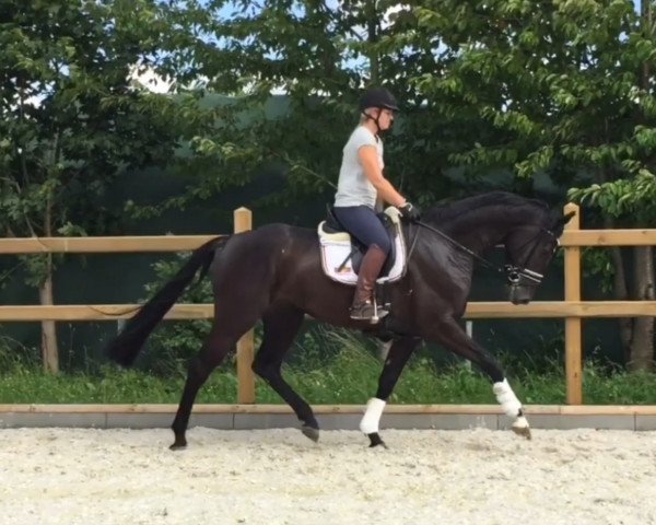 dressage horse Don de Noir 4 (Hanoverian, 2014, from Don Index)