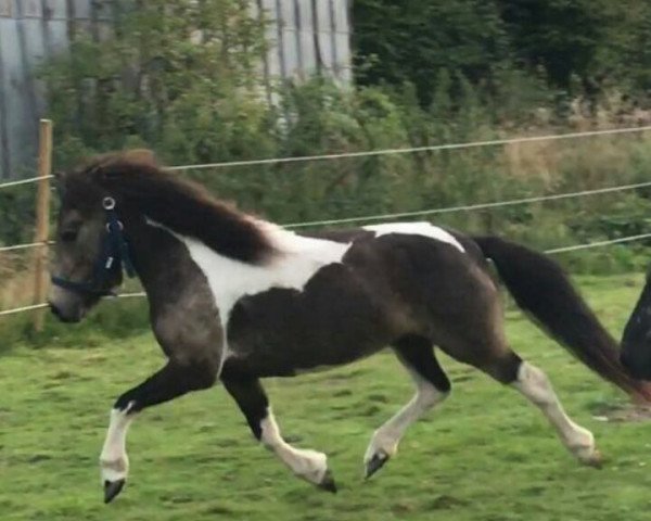 Zuchtstute Oberbayern’s Sugar Baby (Dt.Part-bred Shetland Pony, 2014, von Jackie)
