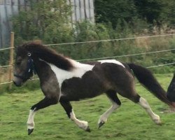 broodmare Oberbayern’s Sugar Baby (Dt.Part-bred Shetland pony, 2014, from Jackie)