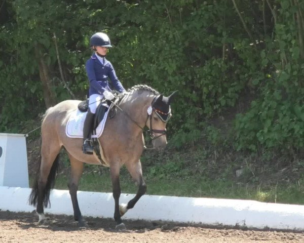 Reitturnier Wiesloch 2018