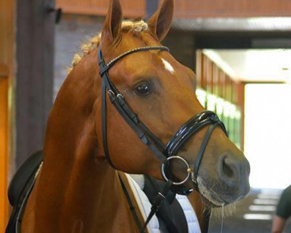 stallion Heroic Times (KWPN (Royal Dutch Sporthorse), 2012, from Goodtimes)