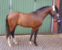 dressage horse Hui Buh 15 (German Riding Pony, 2015, from Halifax)