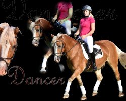 Pferd Dancer 141 (Haflinger, 1993)