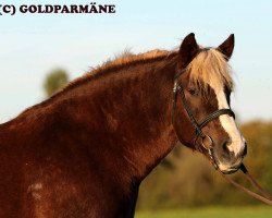 broodmare Escada (Black Forest Horse, 2006, from Vogtsberg)