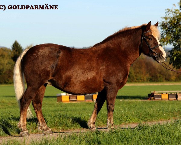 broodmare Escada (Black Forest Horse, 2006, from Vogtsberg)