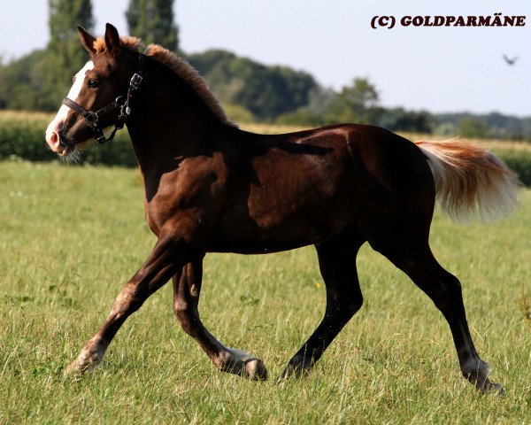 broodmare Epona (Black Forest Horse, 2015, from Rubiniero)