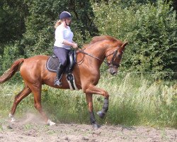 dressage horse F³rst Lennon (Hanoverian, 2012, from Fuechtels Floriscount OLD)