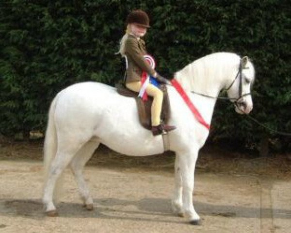 Zuchtstute Colne Trisca (Welsh Mountain Pony (Sek.A), 1995, von Pendock Legend)