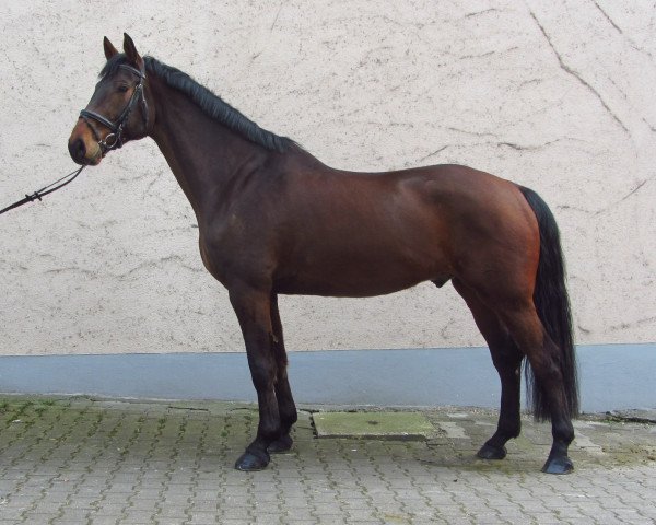 jumper Corino 29 (Württemberger, 2007, from Corofino II)