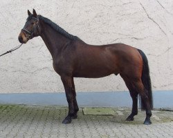 jumper Corino 29 (Württemberger, 2007, from Corofino II)