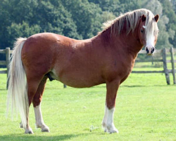 stallion Nantdywyll Telor (Welsh mountain pony (SEK.A), 2001, from Nantdywyll Barcud Ap Bargen)