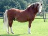 stallion Nantdywyll Telor (Welsh mountain pony (SEK.A), 2001, from Nantdywyll Barcud Ap Bargen)