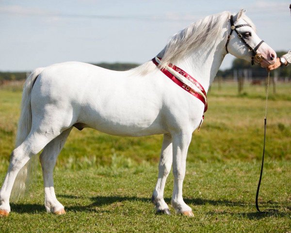 Deckhengst Colne Tana (Welsh Mountain Pony (Sek.A), 2006, von Nantdywyll Telor)