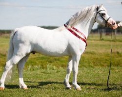 stallion Colne Tana (Welsh mountain pony (SEK.A), 2006, from Nantdywyll Telor)