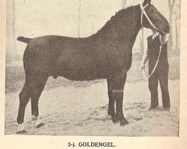 stallion Goldengel 3561 (Oldenburg, 1934, from Grusus 3408)