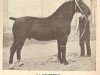 stallion Goldengel 3561 (Oldenburg, 1934, from Grusus 3408)
