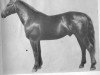 stallion Limbažnieks (Latvian Warmblood, 1938, from Markgraf 3507)