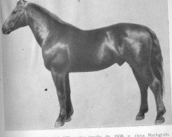 Deckhengst Limbažnieks (Lettisches Warmblut, 1938, von Markgraf 3507)