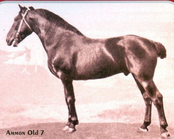 stallion Ammon 1524 (Oldenburg, 1901, from Amber)