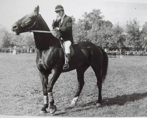 broodmare Kaija (Latvian Warmblood, 1936, from Balins)