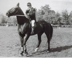 Zuchtstute Kaija (Lettisches Warmblut, 1936, von Balins)