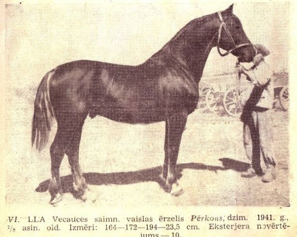 Deckhengst Pērkons (Lettisches Warmblut, 1942, von Princis)