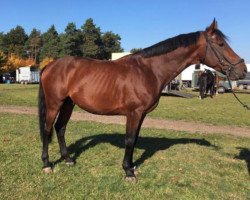 jumper Lambrusco di Cantero (Belgian Warmblood, 2011, from Nabab de Rêve)