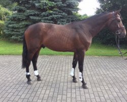 stallion Arturo Vidal (Hanoverian, 2013, from Arko III)