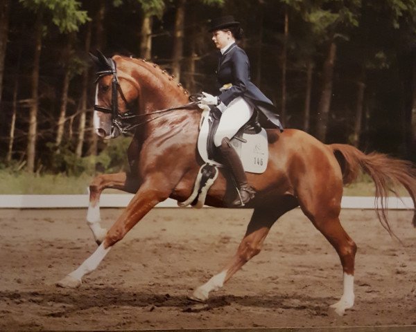 dressage horse Bocelli M (Hanoverian, 2004, from Harmony's Baroncelli)