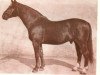 stallion Gaidis (Latvian Warmblood, 1956, from Goldrings 318)