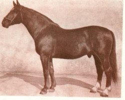 Deckhengst Gaidis (Lettisches Warmblut, 1956, von Goldrings 318)