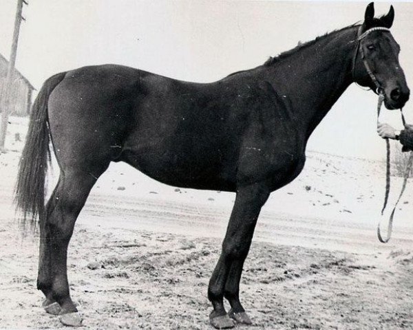 stallion Referat xx (Thoroughbred, 1961, from Faktotum xx)
