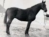 stallion Referat xx (Thoroughbred, 1961, from Faktotum xx)