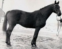 stallion Referat xx (Thoroughbred, 1961, from Faktotum xx)