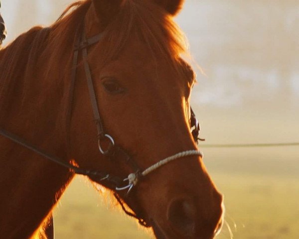 dressage horse Floresca 3 (Westphalian, 2002, from Fidermark)