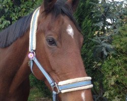 dressage horse Injestas XX (Thoroughbred, 2011, from Look Honey xx)