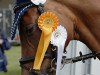 dressage horse Adonna (Oldenburg, 2007, from Dr Doolittle 45)