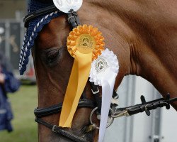 dressage horse Adonna (Oldenburg, 2007, from Dr Doolittle 45)