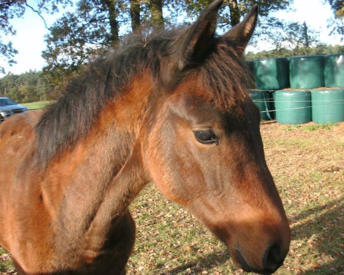 jumper Sympatica 10 (Hanoverian, 2012, from Stolzenberg)
