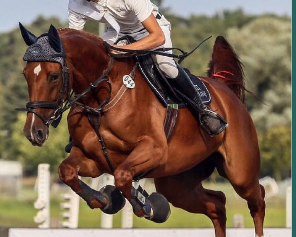 broodmare Carmina Burana 29 (Oldenburg, 2008, from Canto)