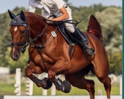 dressage horse Carmina Burana 29 (Oldenburger, 2008, from Canto)