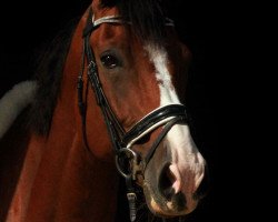 dressage horse Casaro 5 (Oldenburg, 2008, from Chico's Boy)