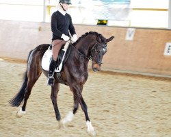 dressage horse L'Earoy (Rhinelander, 2007, from Licotus)