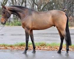 jumper Coeur de l'amour 4 (Oldenburg show jumper, 2010, from Conthargos)