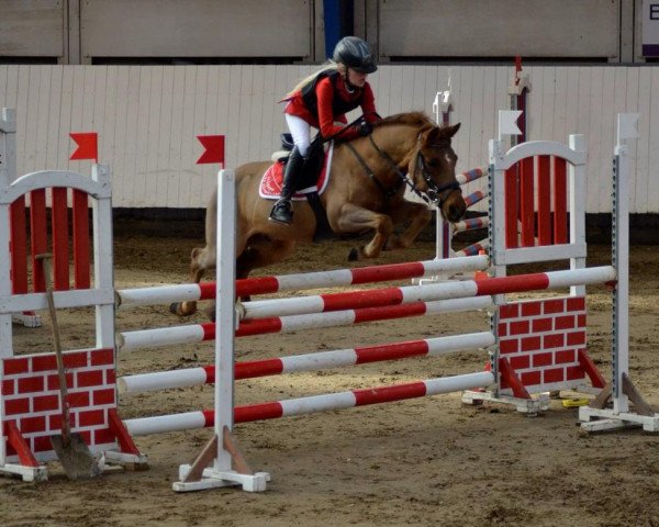 Springpferd Ellegårdens Christian (Dänisches Warmblut, 2002)