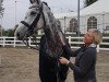 dressage horse Silbermond 30 (Oldenburg, 2009, from Sir Donnerhall I)