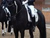 dressage horse Royal Sensation (Hanoverian, 2011, from Royal Classic I)