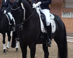 dressage horse Royal Sensation (Hanoverian, 2011, from Royal Classic I)